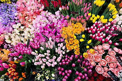 《艾尔登法环：黑夜君临》新常世之王月将开 每周出现两只